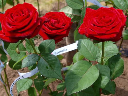 AidsMemorialDay2009__01