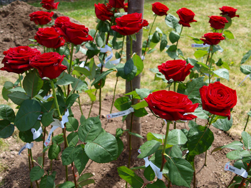 AidsMemorialDay2009__02